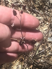 Streptanthus glandulosus niger