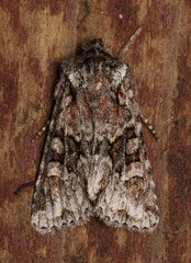 Lacinipolia cuneata