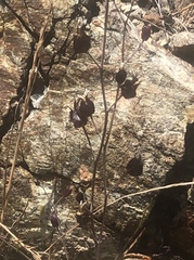 Streptanthus glandulosus niger