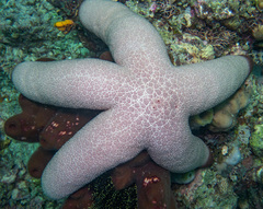 Thromidia catalai