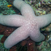 Thromidia catalai