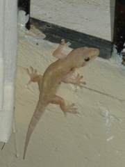 Hemidactylus mabouia
