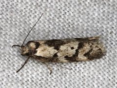 Palimmeces variegata