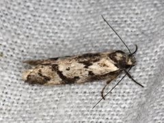 Palimmeces variegata