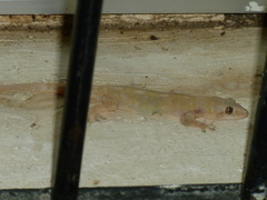 Hemidactylus mabouia