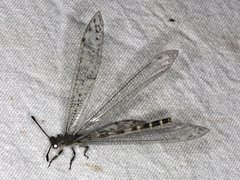 Escura australis