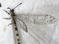 Escura australis