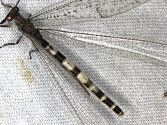 Escura australis