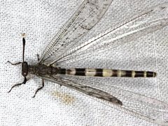 Escura australis