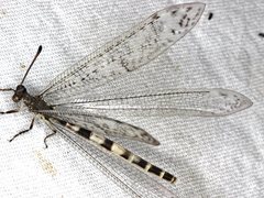 Escura australis