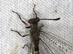 Escura australis