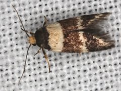 Cosmaresta callichrysa