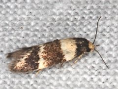 Cosmaresta callichrysa