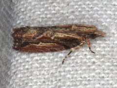 Statherotis euryphaea