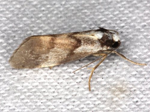 Philenora malthaca