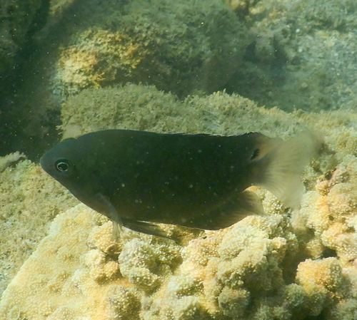 Obscure damsel (Pomacentrus adelus) — Pomacentridae — 5