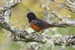 Pipilo maculatus oregonus