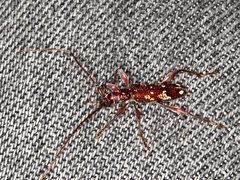 Coptocercus biguttatus