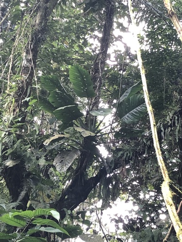 Monstera lechleriana, photograph 3