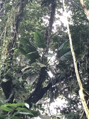 (c) Jared Shorma, some rights reserved (CC BY) Monstera lechleriana, photograph (c) Jared Shorma, some rights reserved (CC BY)