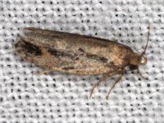 Eulechria xeropterella