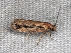 Eulechria xeropterella