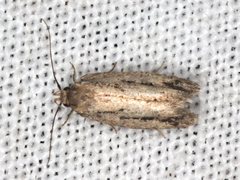 Eulechria xeropterella