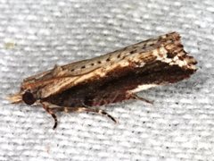 Statherotis euryphaea