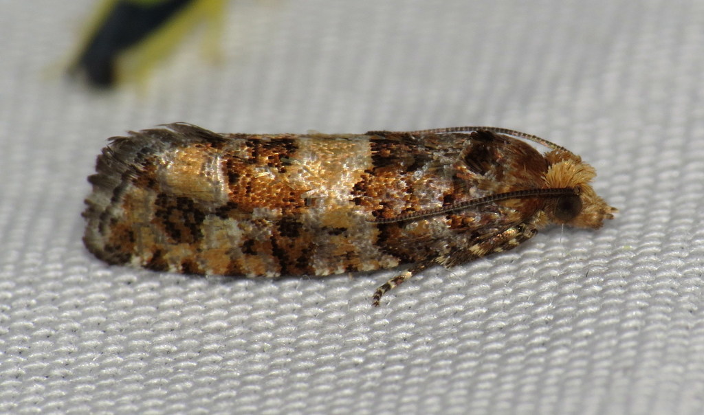 White Pine Coneborer Moth