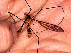 Leptotarsus clavatus