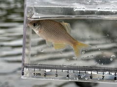 Seomjin Bitterling photo 2