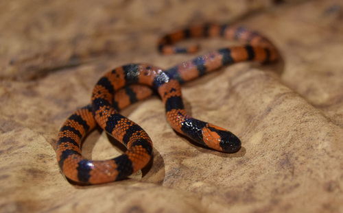 Tuxtlan Coralsnake