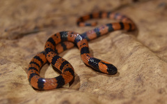 Tuxtlan Coral Snake photo 1