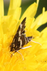 Pyrausta nigrata