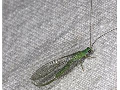 Mallada tripunctatus