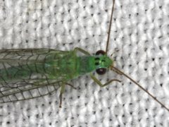 Mallada tripunctatus