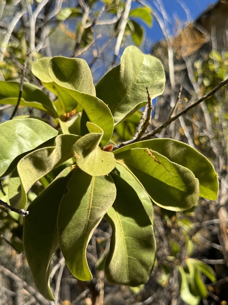 Bumble Tree from Cobbold Gorge Nature Refuge, Forsayth, QLD, AU on June ...