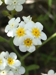 Plagiobothrys scouleri