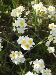 Plagiobothrys scouleri