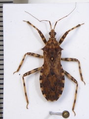 Lisarda annularis
