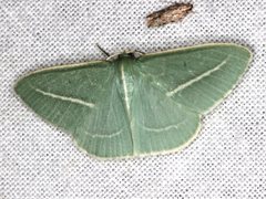 Chlorocoma stereota
