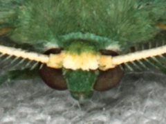 Chlorocoma stereota