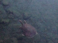 Apalone spinifera emoryi