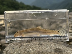 Korean Stripe Spine Loach photo 1