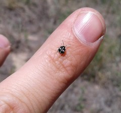 Zabrotes spectabilis