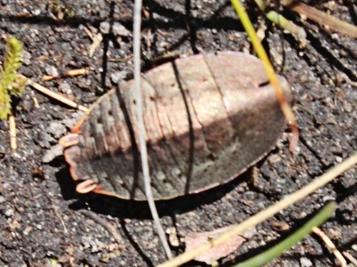 Genus Polyzosteria · iNaturalist