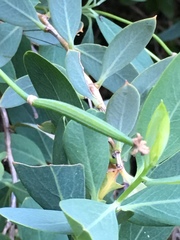 Dendromecon harfordii