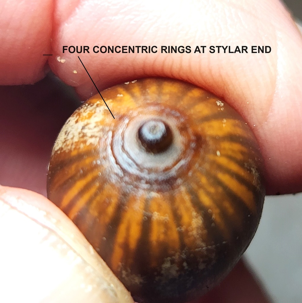 Stylar End Rounded Quercus coccinea from East Bethel, MN, USA on October 20, 2023 at 11:10 ...