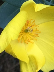 Dendromecon harfordii