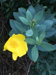 Dendromecon harfordii